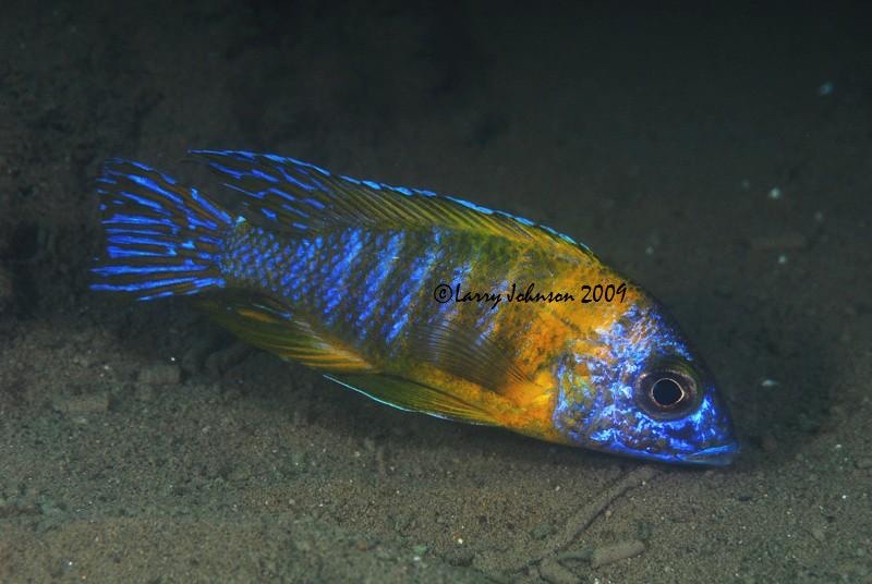 Aulonocara sp. 'stuartgranti maleri' Chidunga Rocks